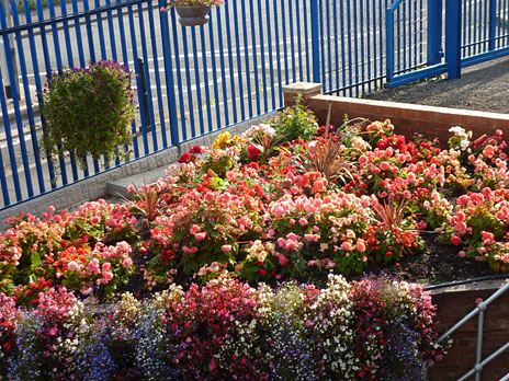 Yorkshire in Bloom